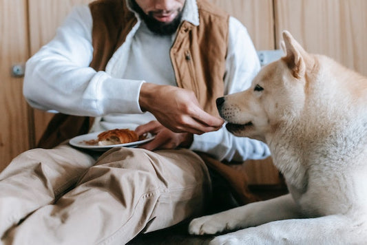 如何幫你的狗狗選擇好的凍乾零食?