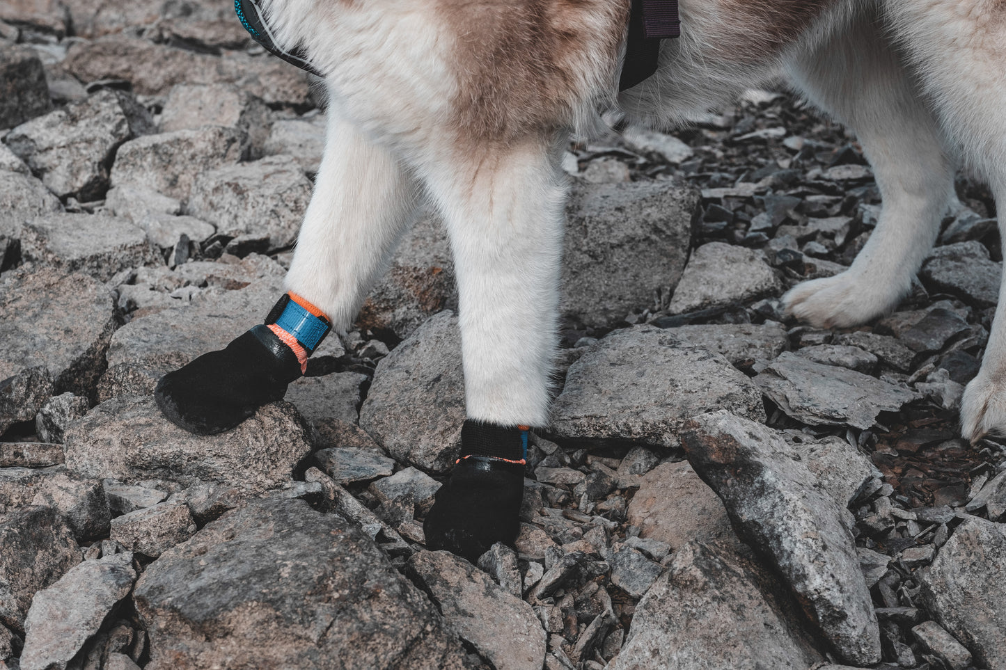 Non Stop Dog Wear Protector Bootie 挪威Non Stop Dog Wear狗狗保護鞋(一包四個)防地熱及行山專用