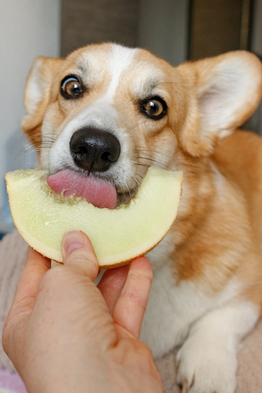 寵物小食