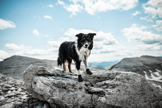Non Stop Dog Wear Protector Bootie 挪威Non Stop Dog Wear狗狗保護鞋(一包四個)防地熱及行山專用